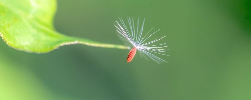 治疗痔疮可采用的中药疗方大全在此呈现
