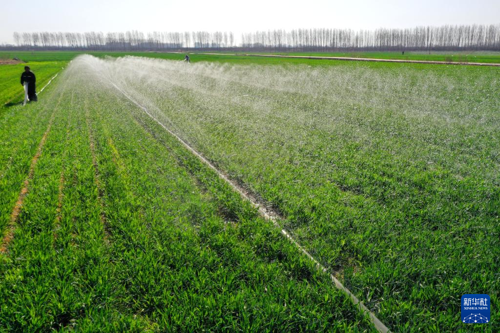 山东即墨：麦田春管忙