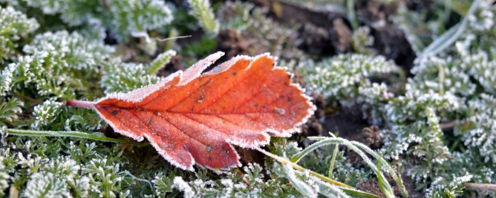 冬至养生小常识：按此做可健康过冬