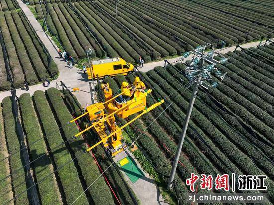 春茶采摘季 浙江绍兴供电部门多措并举助茶农生产