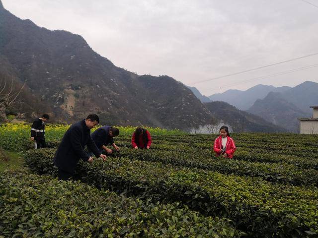 紫阳县高滩镇茶叶采收忙