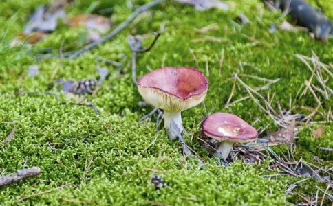 中医春季养生小常识，注重防病养阳双管齐下