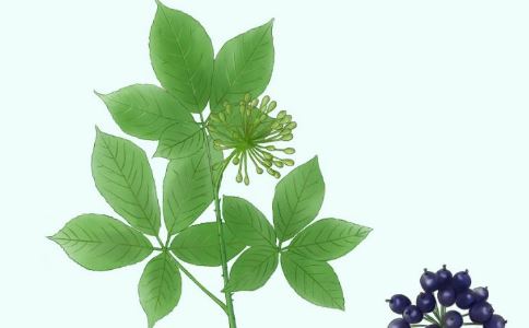 安神补肾秘方：刺五加治失眠偏方大揭秘