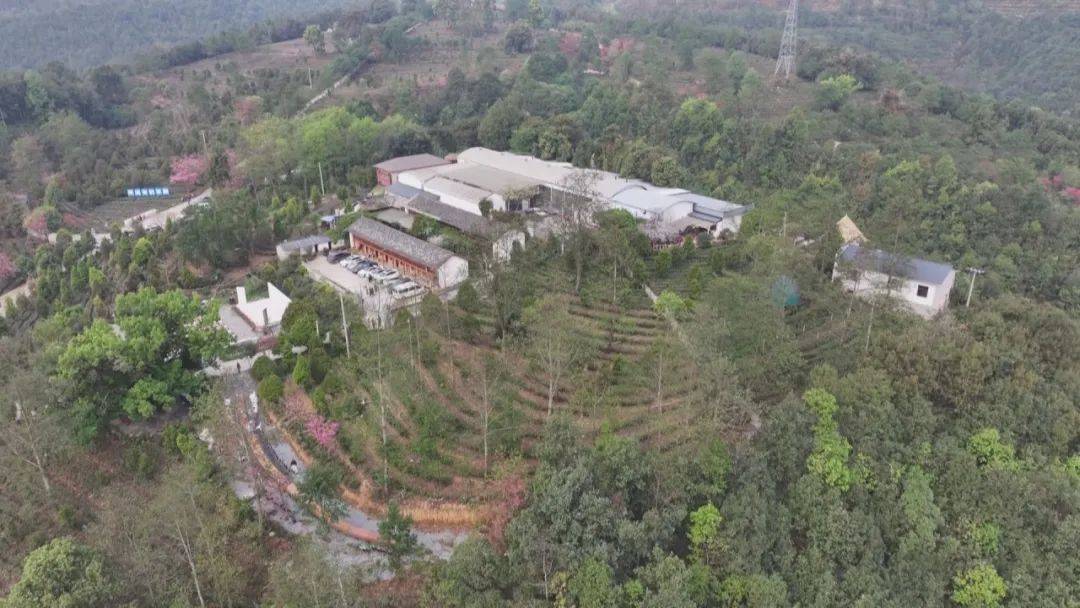 好在保山 | 清明茶叶做成宴