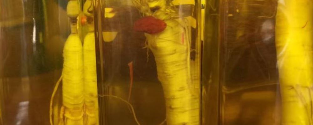 人参酒的功效及人参泡酒好处有哪些？