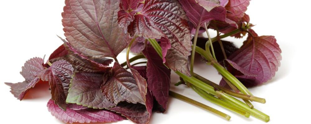 天寒地冻之际，热荐五款温胃药膳超暖胃