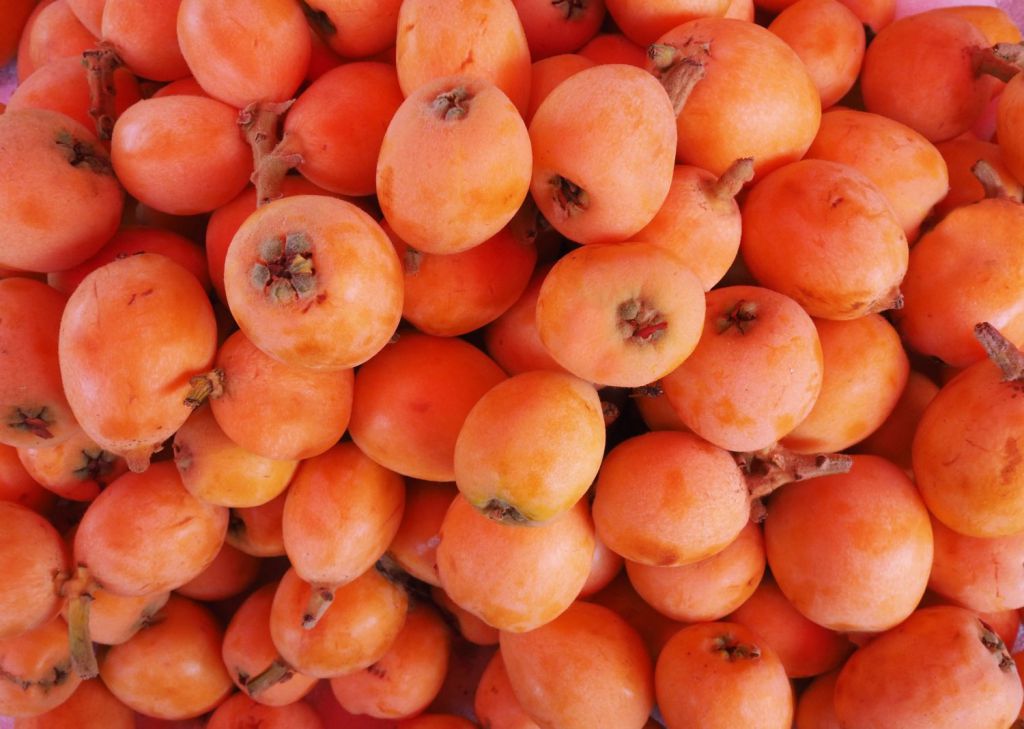 在家自制川贝枇杷膏方法，川贝枇杷膏如何熬制？