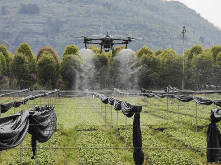 春耕正当时！重庆酉阳茶油基地奏响“春日养护曲”