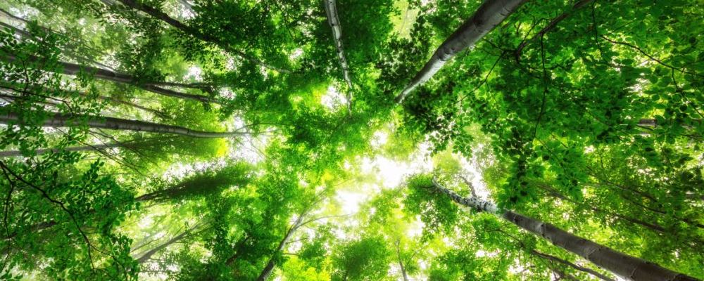 秋季养生宜食食物大汇总，适合秋季养生食用的食物大全