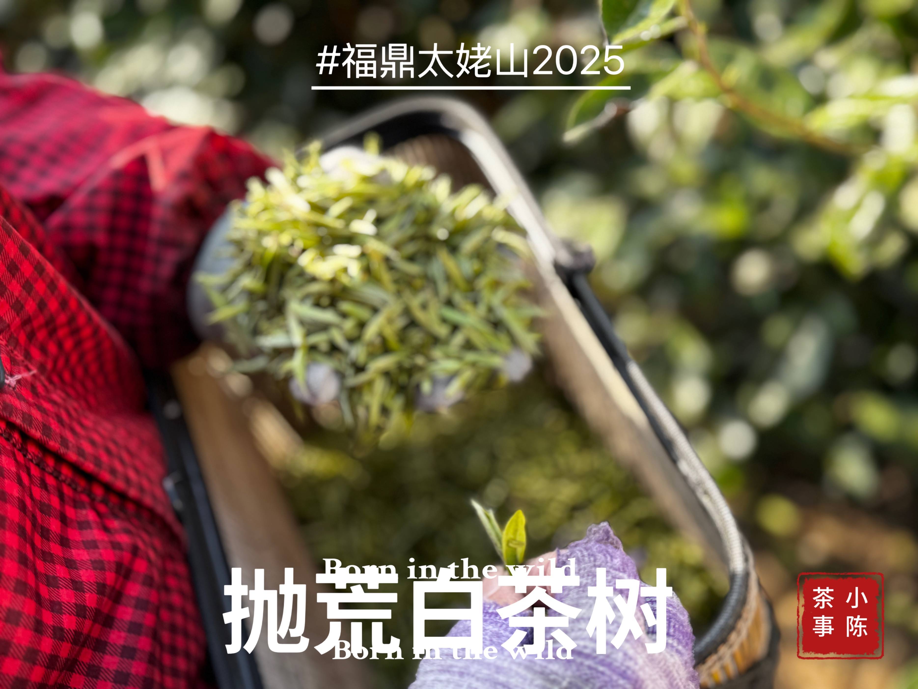 原创            有多少假茶农，正在收割盲信的消费者？直播卖茶的风再出新招术！