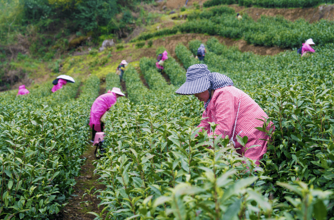 乡村行•看振兴丨绥阳:春到茶山采茶忙