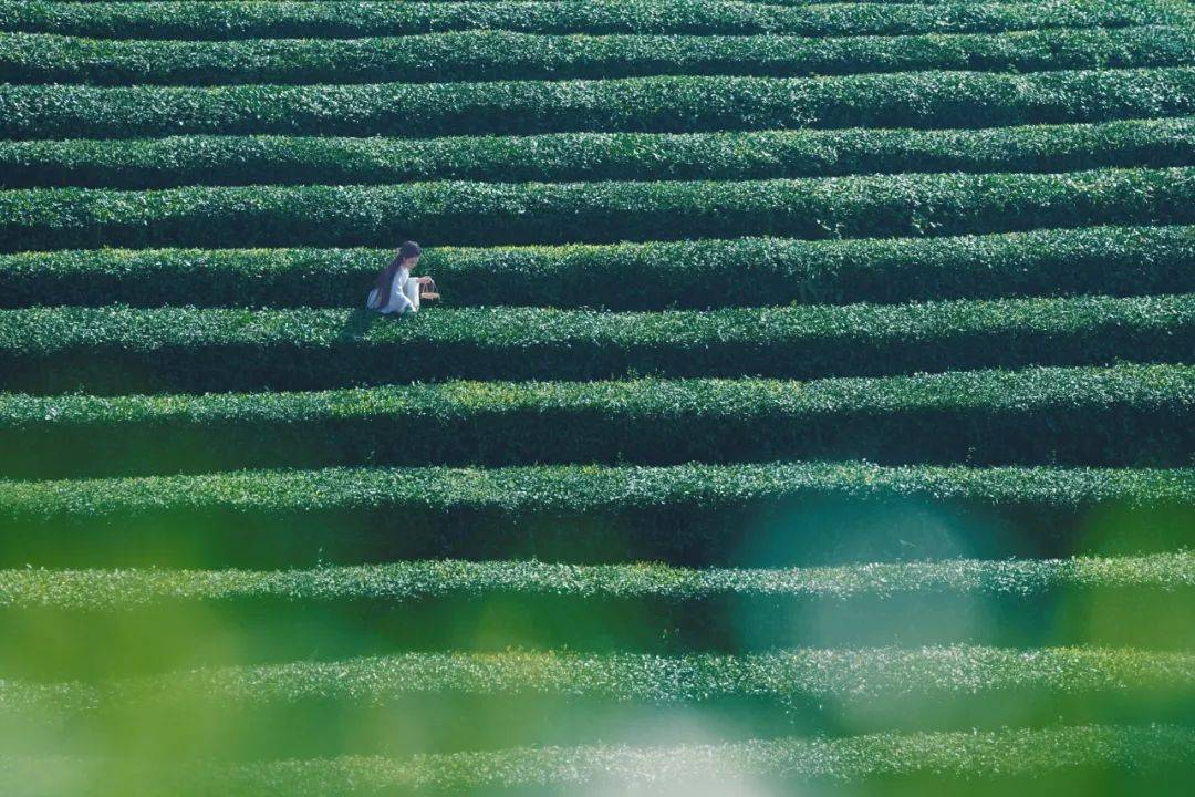 永川文旅&蔚来汽车，茶山竹海·趣溜春！