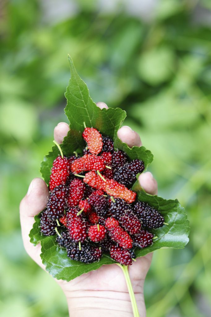 桑葚食用过量及不适宜人群相关问题解析