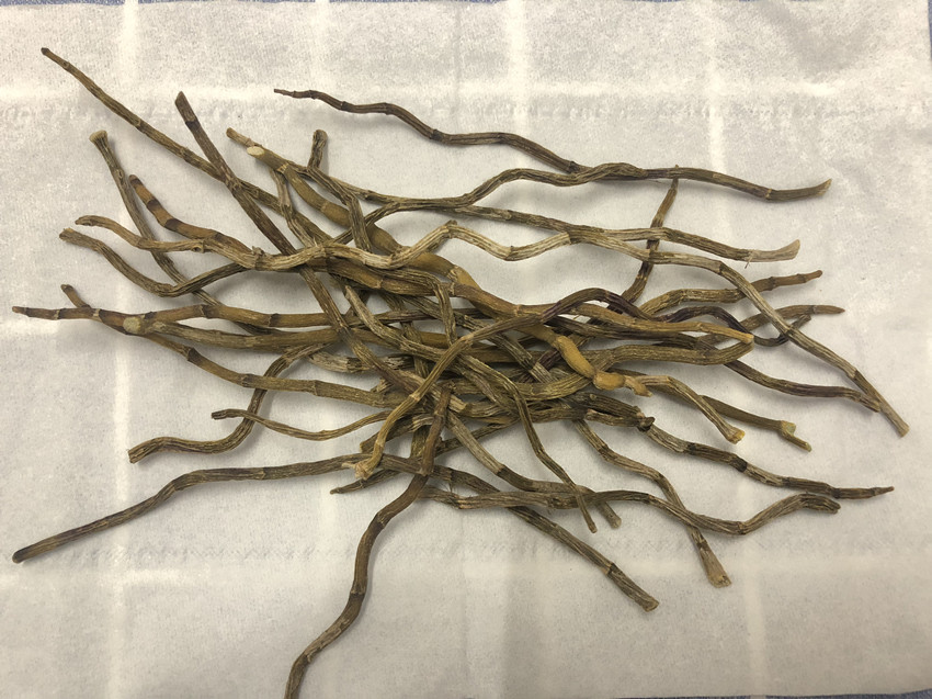 糖尿病吃石斛效果及能否长期治疗之问