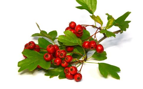 脸色苍白肤色差？几款药膳助你美容养颜啦