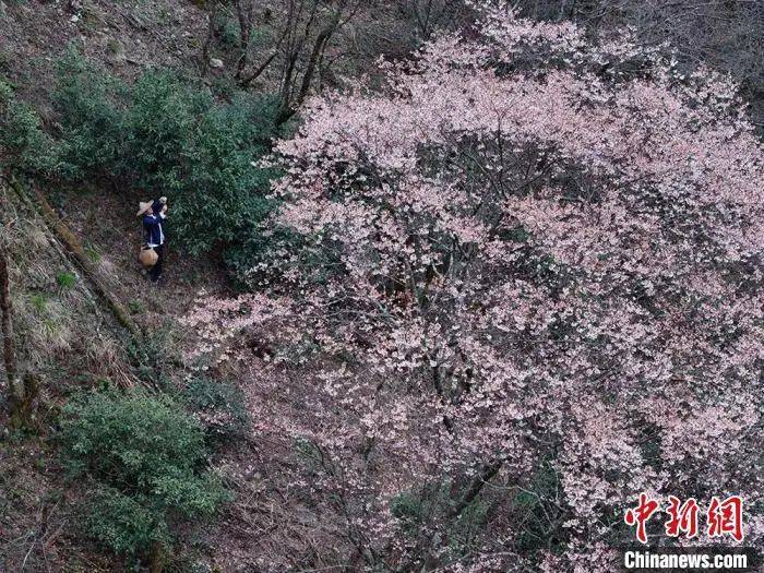 荒野茶“持证上岗” 丽水茶农点绿成金“有据可依”