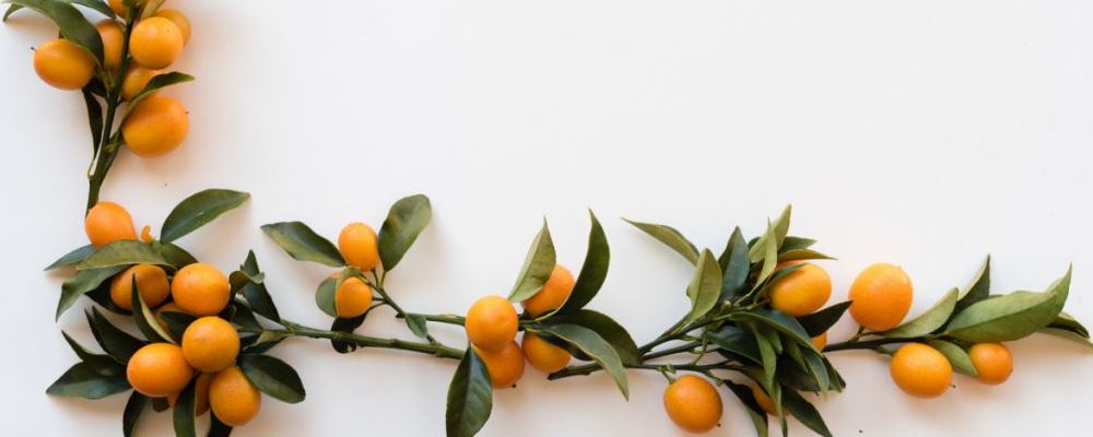 中医答疑：咳嗽时能否食用金桔？此为你解惑