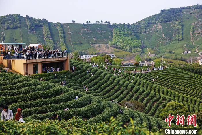 中国多地兴起茶叶国潮消费体验