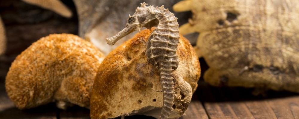 补肾益精之海马功效大揭秘及全面推荐