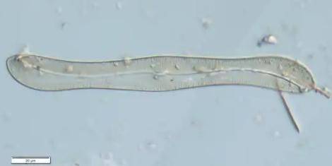 上海发现中国未有神秘生物 官方回应：不“咬”人