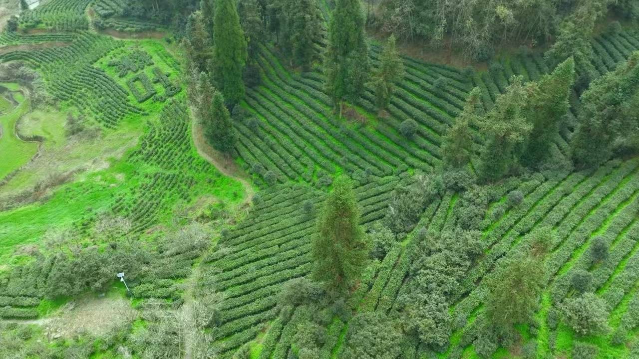 普定朵贝茶：擦亮有机古树品牌 唱响茶叶“致富歌”