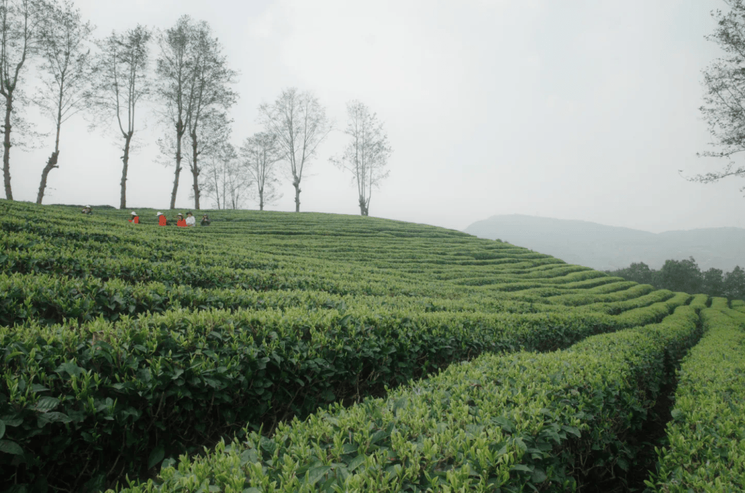 钟睒睒给云南茶农“上分”
