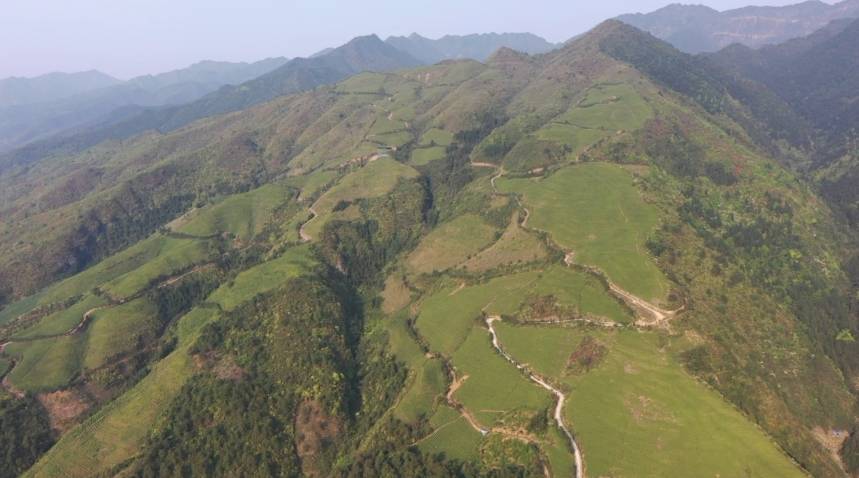 江华招礼村：千亩茶山奏响“绿色增收曲”