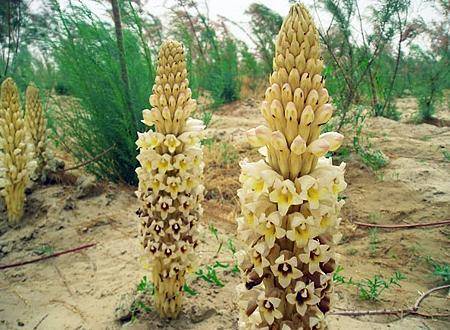 肉苁蓉的功效与作用全解析，搭配这3味中药泡酒更养肾