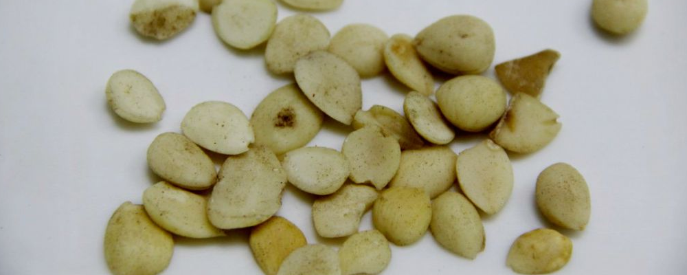 中医夏季养生秘籍：两大药膳别错过，赶紧收好