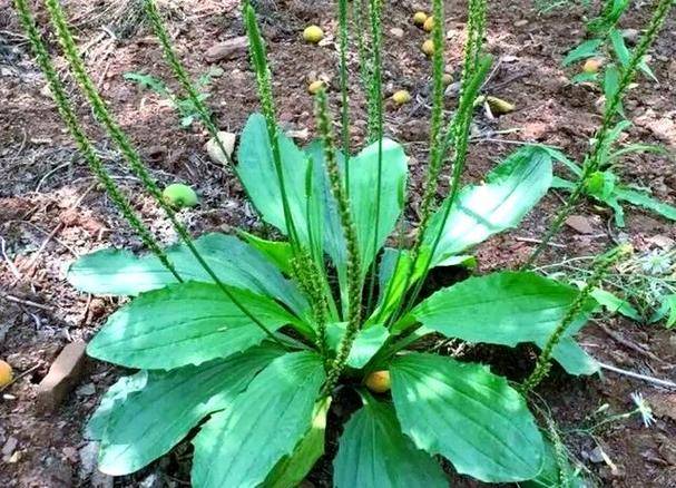 养生：吃车前草的好处