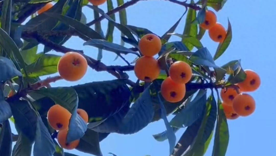 低糖高营养的夏季黄金果丨清凉一夏