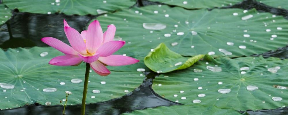 荷叶真能降脂减肥？推荐这款减肥饮品啦！