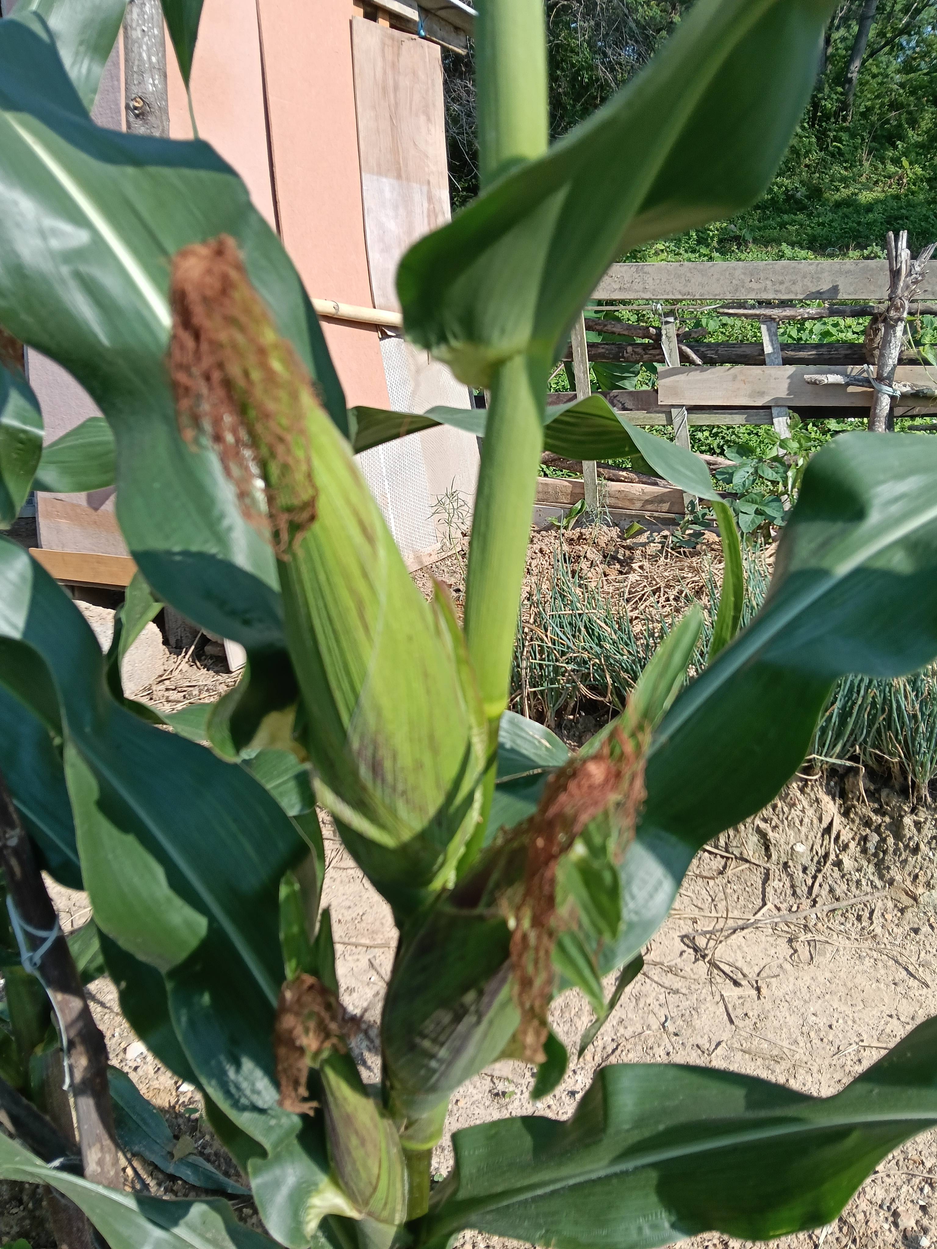 爷爷护理菜园里的菜，就像护理小孩一样用心。