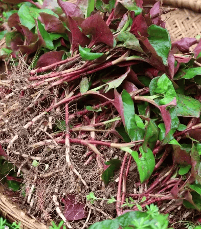最难吃”的蔬菜鱼腥草，护肺清热小能手！附8道素食谱