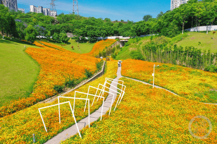 金色花海邂逅彩虹拱门 重庆溉澜溪体育公园初夏上演“油画式浪漫”