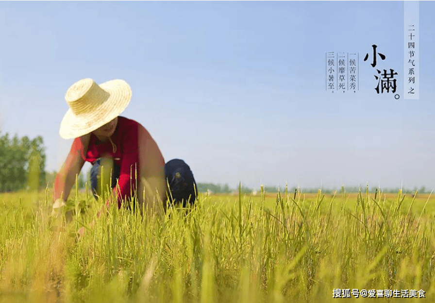 原创            入夏多吃苦，身体不受苦，明日小满，记得吃3种苦味菜，安心度夏！