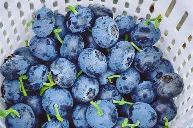 蓝莓是肺病“天然消炎药”？医生推荐：有肺病的人，4物常吃有益