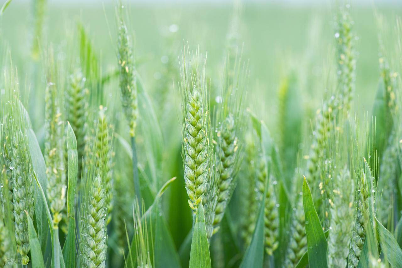 小满：小满初盈湿气生，古法养胃醒脾经