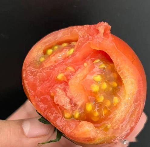 番茄籽藏的“黄金油”抗老超补剂！但吃错方法等于喝废水
