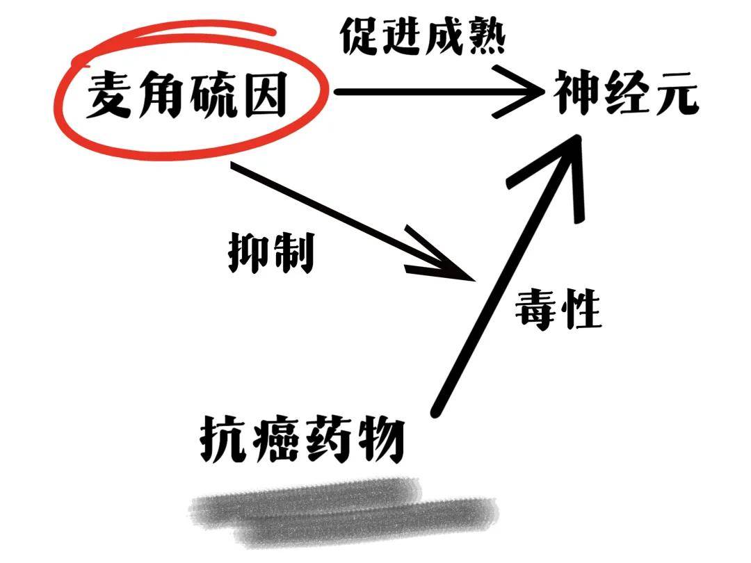 麦角硫因除了抗衰，对大脑也有这么多好处！（内附常见食物麦角硫因含量表）