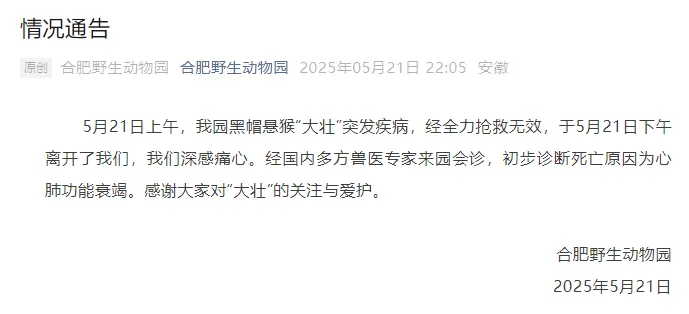 网红猴“大壮”突然离世！曾因方脸“丑”出圈
