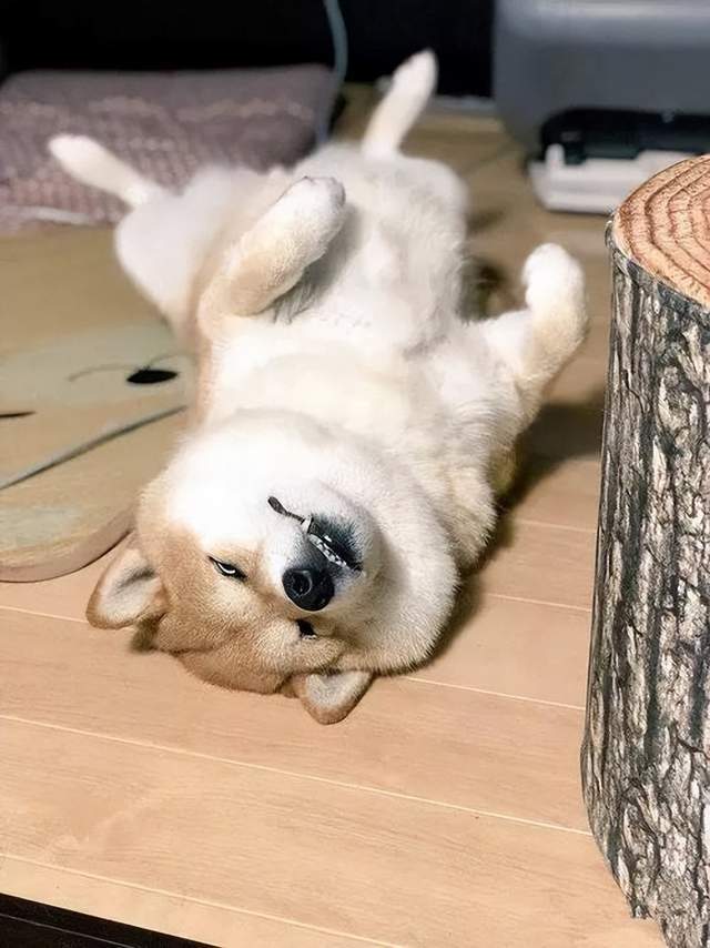 原创            今日搞笑：晕倒时能有多社死，哈哈