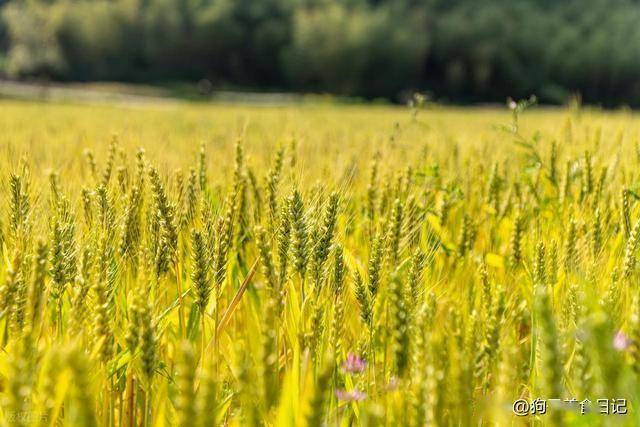 小满后，有钱没钱记得“吃4菜忌2事”，养好阳气，早知早受益