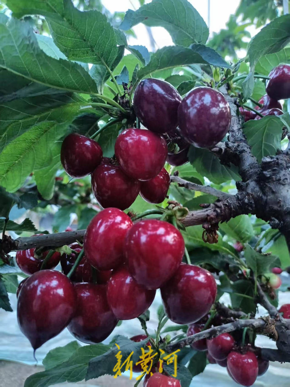 科技赋能‘红玛瑙’！潍坊临朐大樱桃智产智销闯出新天地