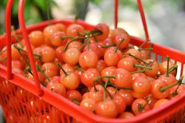 研究发现：几块钱的樱桃，可改善老人3大慢性问题？医生说出答案