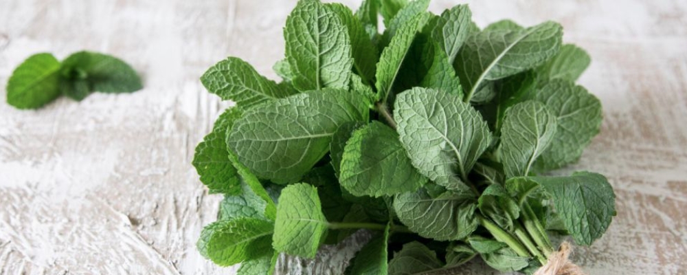 薄荷是否有化痰功效及止咳化痰最快法