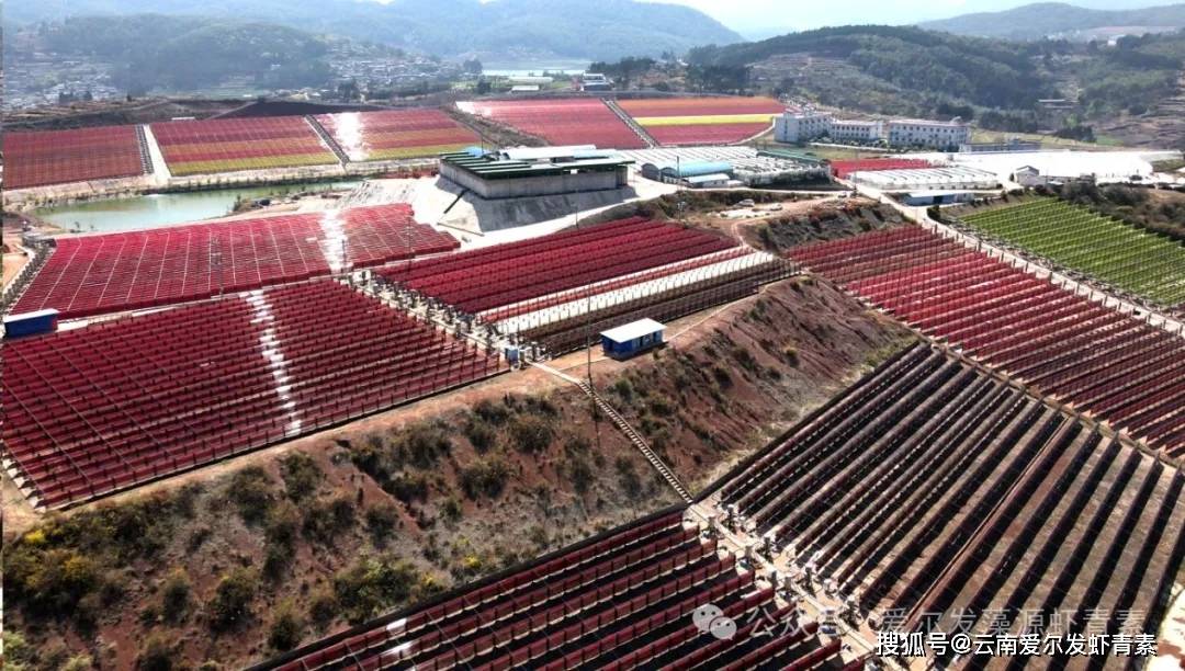 口服虾青素为何成为抗老新宠？它到底具有怎样的功效？