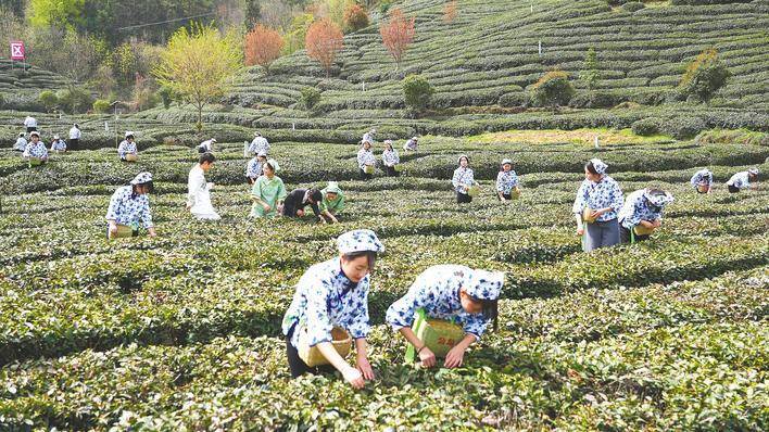 十堰茶产业冲刺百亿元年产值