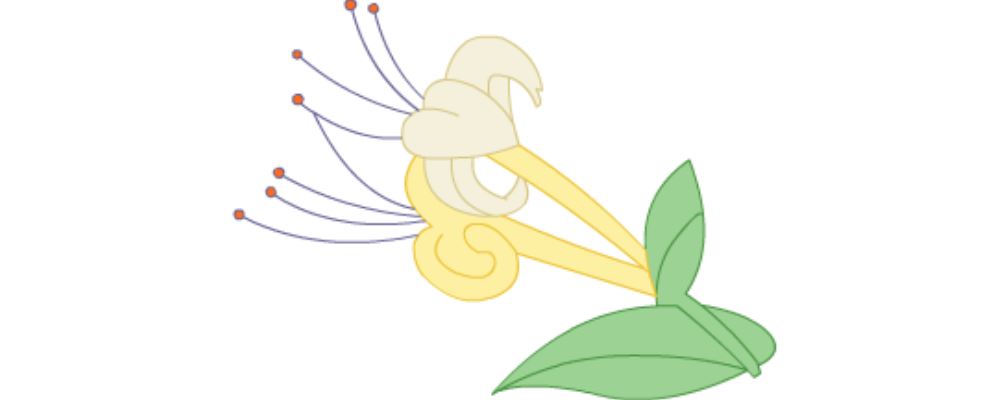 肝脏养护喝啥好？试试这四种中药吧！