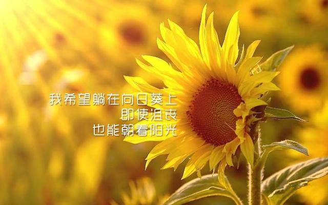 今日温柔治愈小语，让你的心灵沐浴阳光